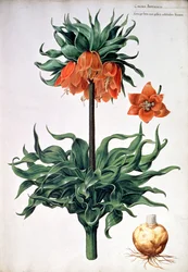 Fritillaria Imperialis, c.1630